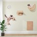 cat wall shelves