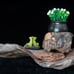 Driftwood Sculpture w/ Cute Frogs and Potted Plant