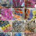 Lot dried flowers