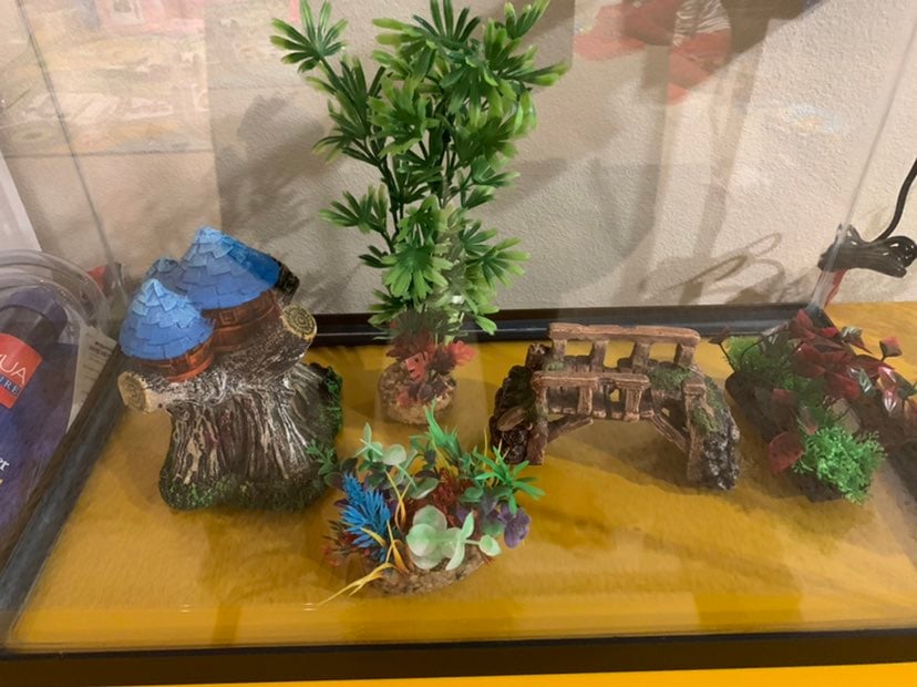 fish tank and decor