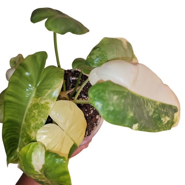 Philodendron Burle Marx Variegated (Exact Plant)