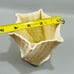 Vintage Belleek Ireland Limpet Flower Pot Planter Vase 3.25”