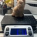 Orange Calcite Cat Kitten Carving