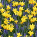 Spring Bulb Mix