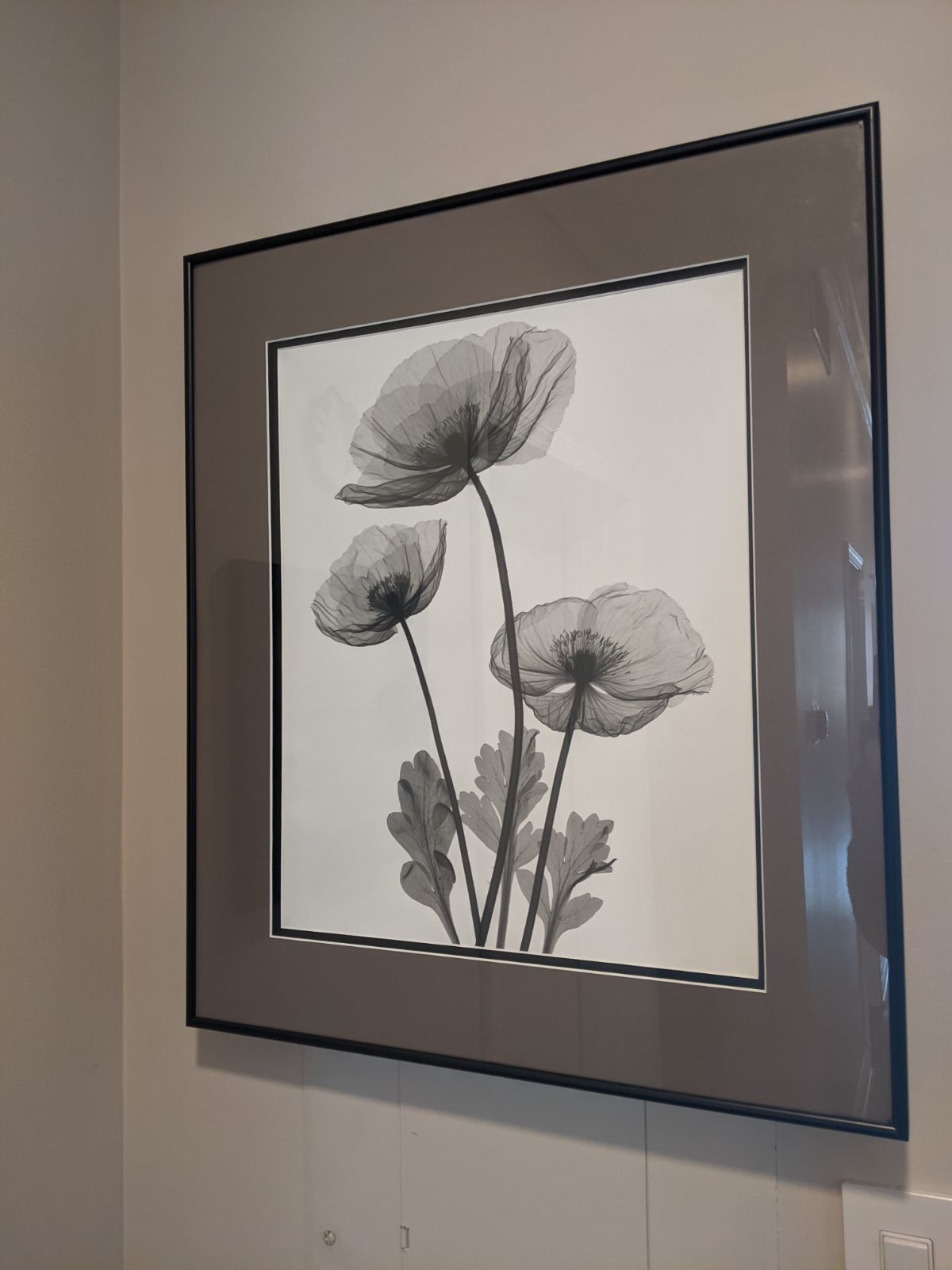 Black & White Poppy Flower X-Ray Photograph Professionally Framed