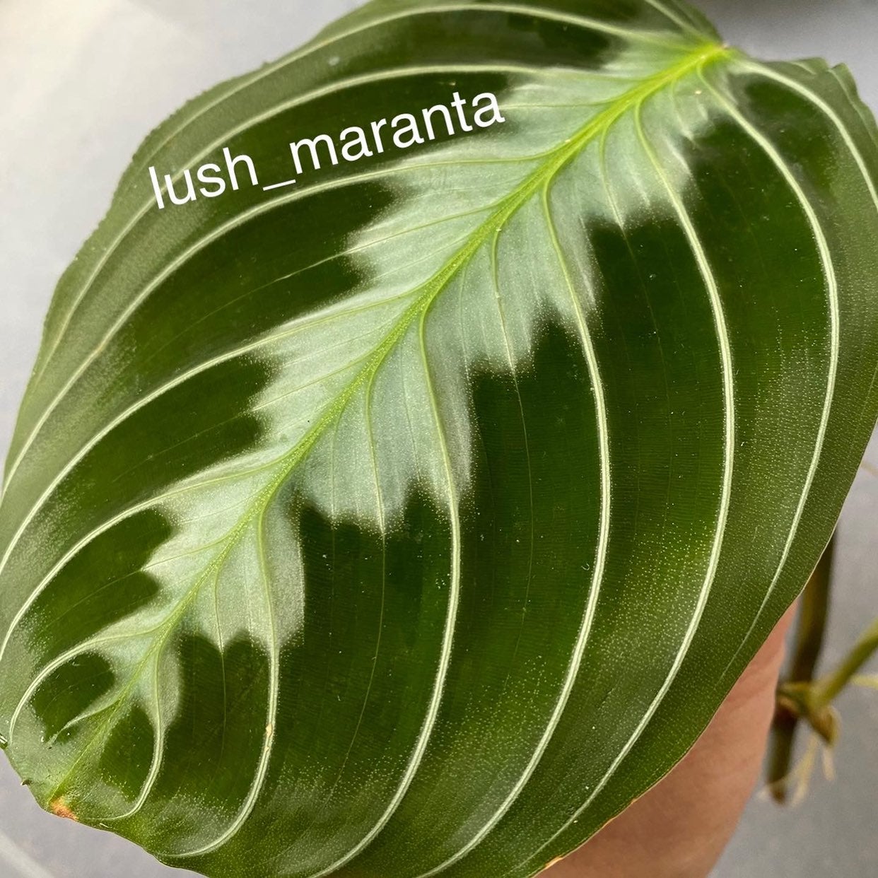 Black Band Maranta prayer plant