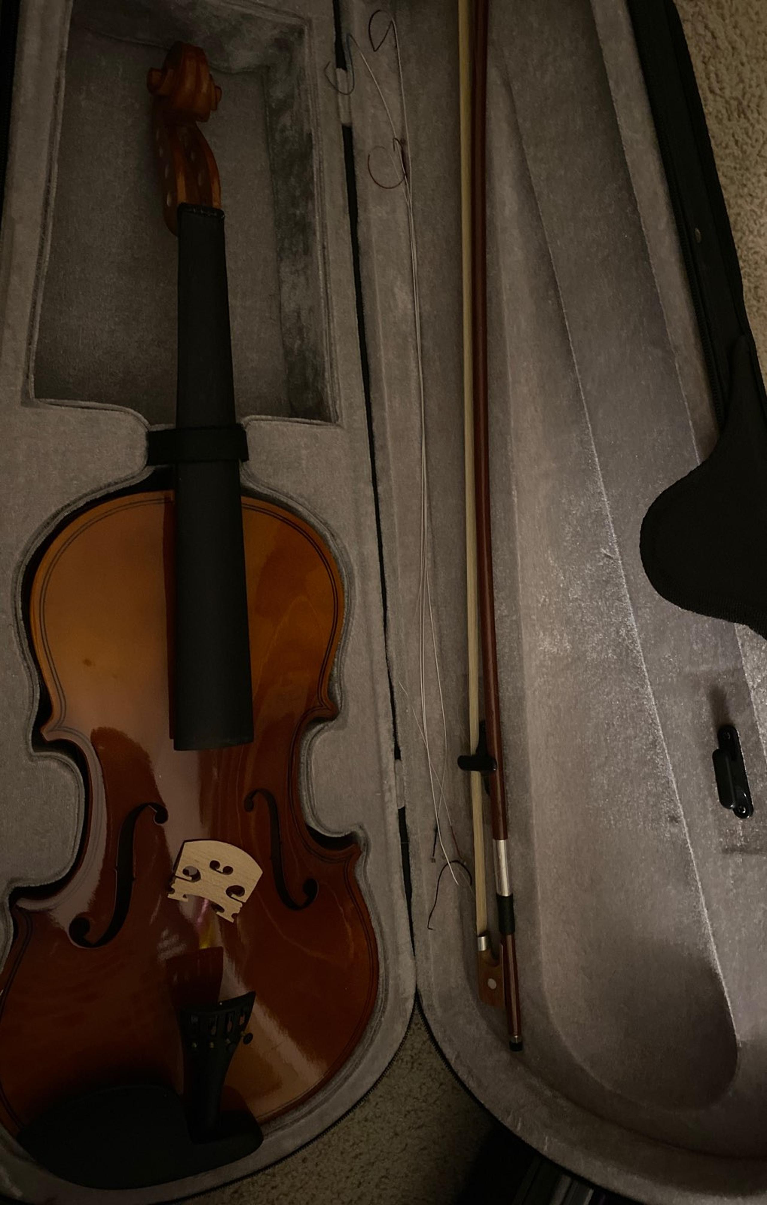 Viola