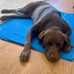 Cooling Pad for Pets Pressure-Activated