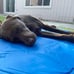 Cooling Pad for Pets Pressure-Activated