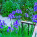 SIBERIAN royal BLUE irises live perennial plants x 3 !