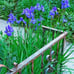 SIBERIAN royal BLUE irises live perennial plants x 3 !