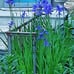 SIBERIAN royal BLUE irises live perennial plants x 3 !