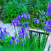 SIBERIAN royal BLUE irises live perennial plants x 3 !