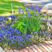 SIBERIAN royal BLUE irises live perennial plants x 3 !