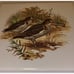 6 Hyalyn 505 Square Plovers Male & Female Trivet Cork Backed! Ultra Rare!