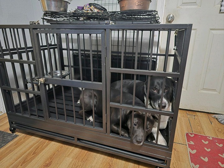 48 Inch Heavy Duty Dog Crate with Wheels
