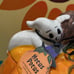 Blue Sky Clayworks PUMPKIN GHOST Cookie Jar