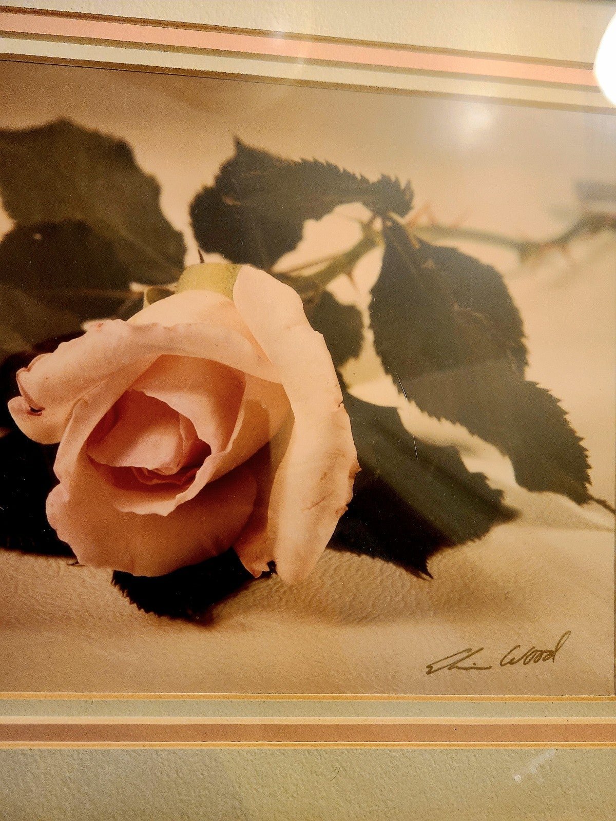1981 Cameo Rose Enwood Signed Photograph
