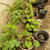 11 Heirloom Seeds for Planting Vegetables and Fruits, 4800 Survival Seed Vault
