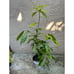 3-4 Feet Tall 'Chocolate' Black Sapote Tree - Creamy Dark Black Fruit Flesh