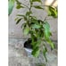 3-4 Feet Tall 'Chocolate' Black Sapote Tree - Creamy Dark Black Fruit Flesh