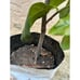 3-4 Feet Tall 'Chocolate' Black Sapote Tree - Creamy Dark Black Fruit Flesh