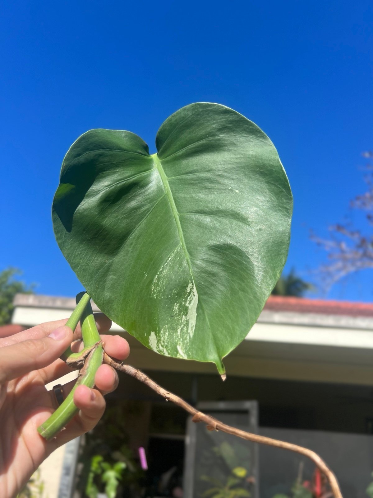 Variegated Monstera Albo