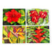Vintage 8 Piece Pimpernel Hawaiian Flowers Jean Bradley Cork Backed Placemats