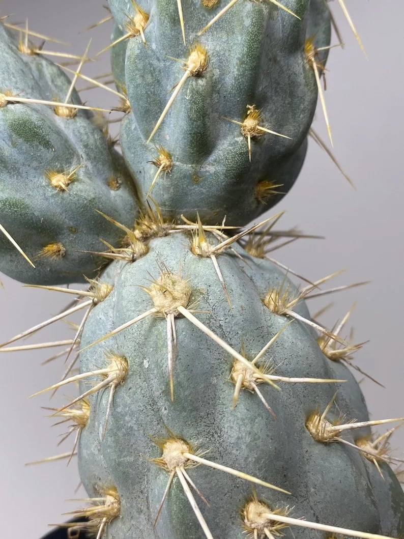 Miqueliopuntia miquelii Rare Blue Cactus Rooted