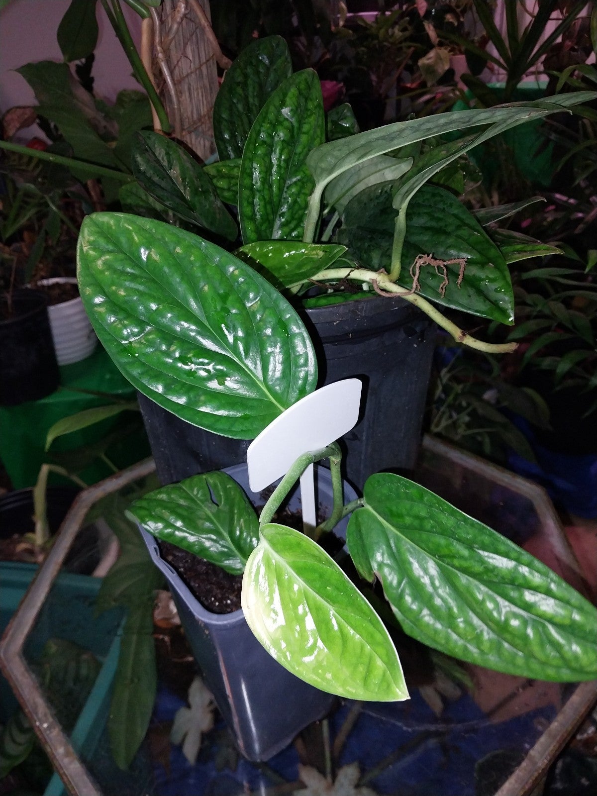 Monstera Peru very beautiful plant. Shiwn with the mother plant.