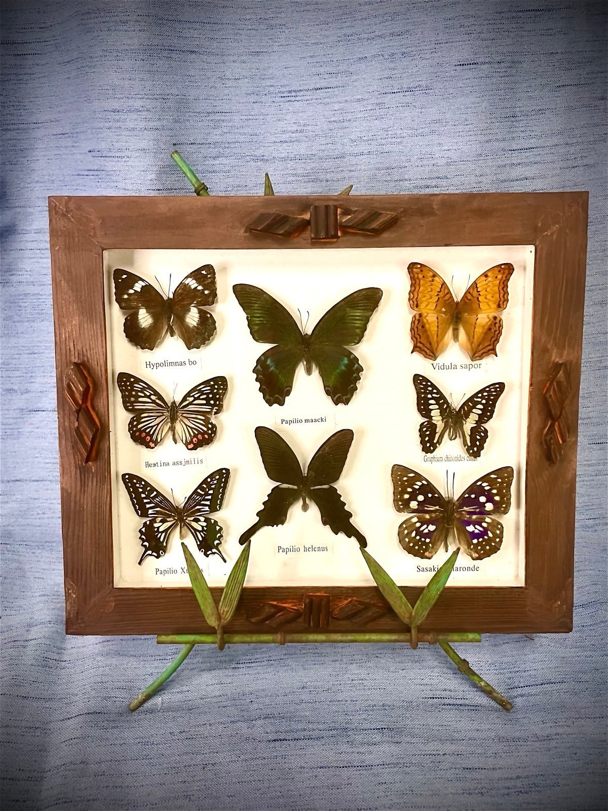 Vintage Butterflies 8 Real Specimens Handmade Wood Frame With Glass & Labels