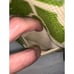 Spartina 449 Women's Green & Navy Geometric Crossbody Bag