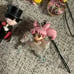 Sailor Moon Bundle