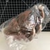 Capcom Monster Hunter Min Plush Akantor