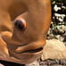 Hand carved mahogany wooden Discus fish sculpture carving from Bali-20x21x7 inch
