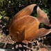 Hand carved mahogany wooden Discus fish sculpture carving from Bali-20x21x7 inch