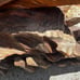 Hand carved mahogany wooden Discus fish sculpture carving from Bali-20x21x7 inch