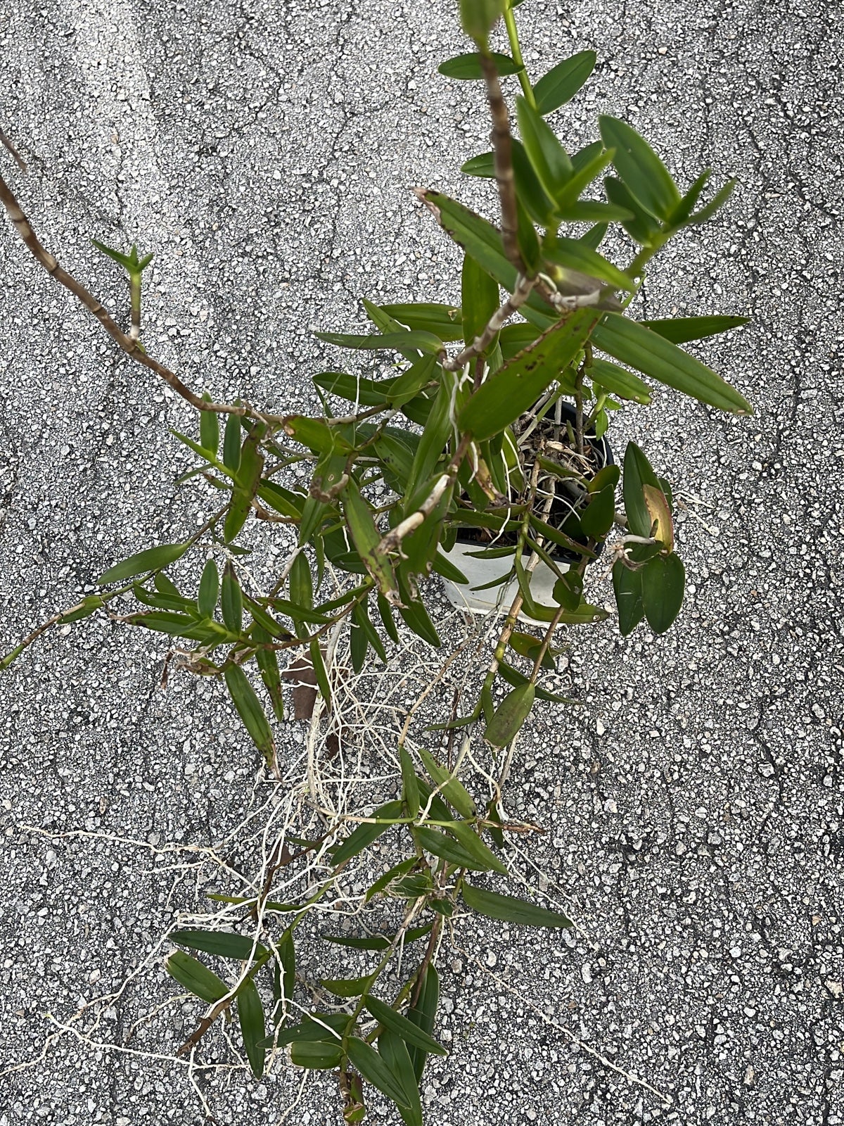 Reed ground orchid plant Growing in 1 gallon