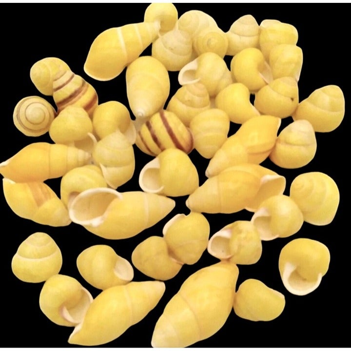 Yellow Land Snail Shells Amphidromus Specimen 45pcs ~ 1/2 to 2 L