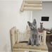 Cat suspension Bridge