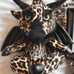 NWT Dark Lord Rockabilly Kreepture
