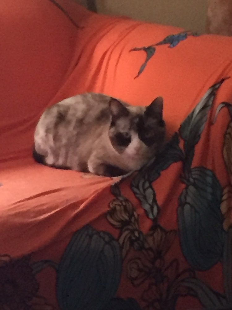 couch cover