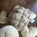 Jellycat Tully Turtle NEW! FAST SHIP Gift Valentines Day