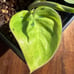 Philodendron Ruay Sap variegated