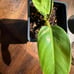 Philodendron Ruay Sap variegated
