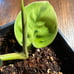 Philodendron Ruay Sap variegated