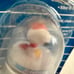 Vintage Snoopy Bicycle Bell New In Package AC International Peanuts Sealed READ