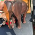Wooden elephant