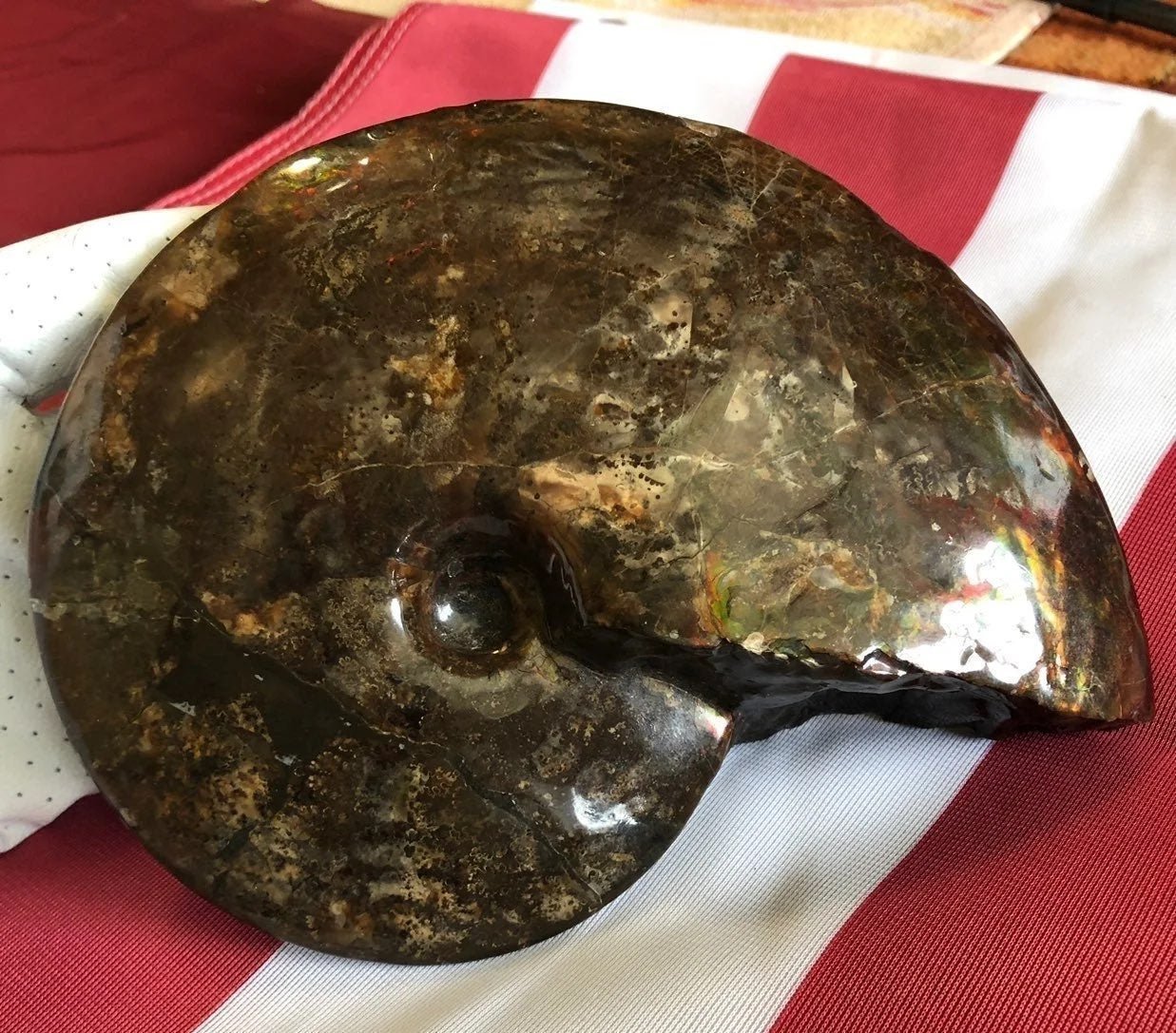 Beautiful Pre-Historic Ammonite: Gemstone Sea Fossil