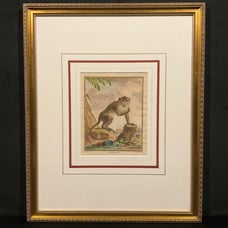 Antique 18th C. Framed Monkey Colored Engraving L'Aigrette By Comte de Buffon